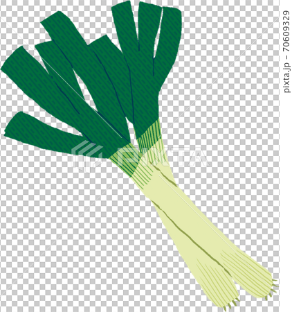 White green onion 70609329