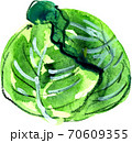キャベツ 70609355