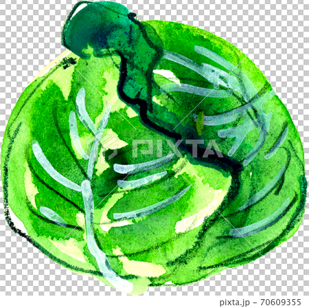 cabbage - Stock Illustration [70609355] - PIXTA