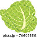 キャベツ 70609356