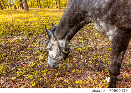 Horse Grazing in a Sunny Autumn Park 70609430