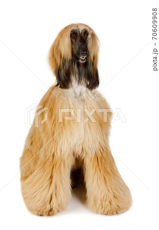 Red haired Afghan Greyhound over white Red haired Afghan Greyhound over white 70609908