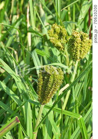 植物:シコクエビ イネ科 植物:シコクエビ イネ科 70610200