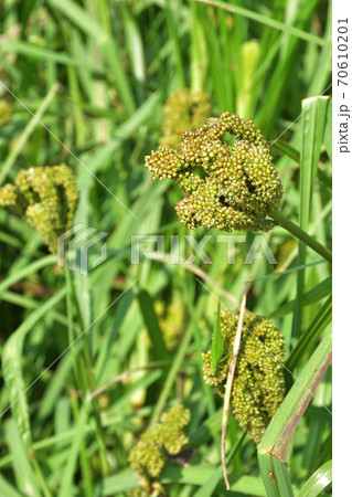 植物：シコクエビ　イネ科　 70610201