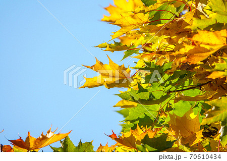 Maple branches with green and yellow leaves in autumn, in the light of sunset. Maple branches with green and yellow leaves in autumn, in the light of sunset. 70610434