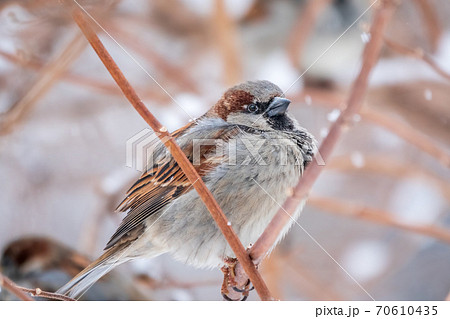 Sparrow sits on a branch without leaves. 70610435