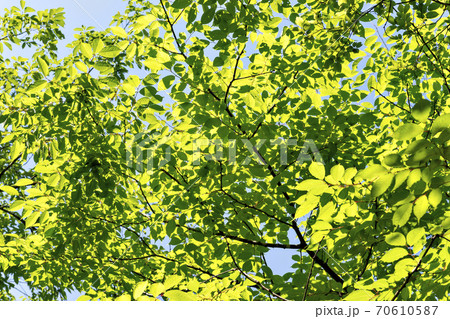 夏の日差しに映える樹木の若葉 70610587