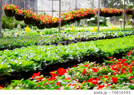 Inside a wide greenhouse for planting flowers to sell plants and flowers in the spring. 70610593