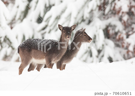 Two baby fallow deers standing on meadow in winter. Two baby fallow deers standing on meadow in winter. 70610651