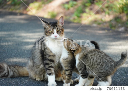 母猫に寄り添い甘える可愛い野良猫仔猫 母猫に寄り添い甘える可愛い野良猫仔猫 70611138