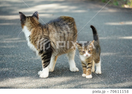 母猫に寄り添い甘える可愛い野良猫仔猫 母猫に寄り添い甘える可愛い野良猫仔猫 70611158