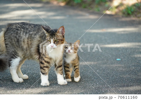 母猫に寄り添い甘える可愛い野良猫仔猫 母猫に寄り添い甘える可愛い野良猫仔猫 70611160