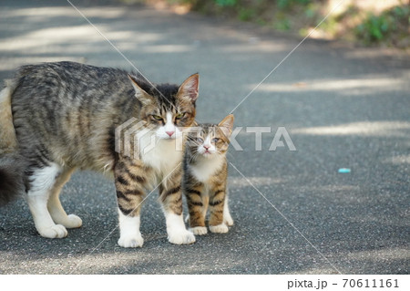 母猫に寄り添い甘える可愛い野良猫仔猫 70611161