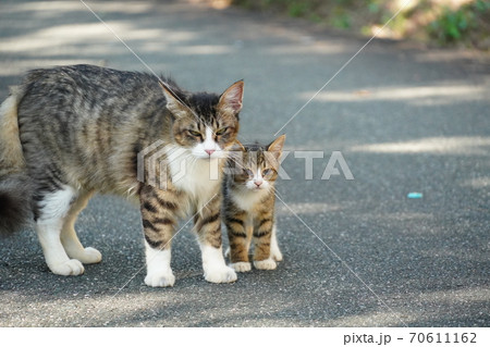 母猫に寄り添い甘える可愛い野良猫仔猫 母猫に寄り添い甘える可愛い野良猫仔猫 70611162