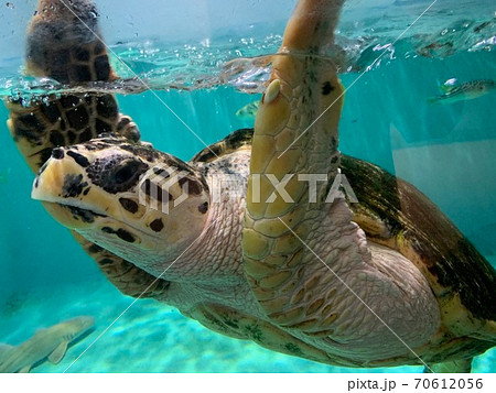 ウミガメ ウミガメ 70612056