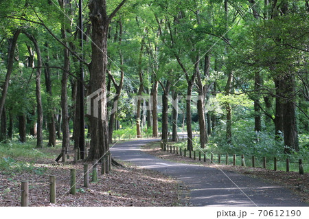 みどり豊かな小金井公園の遊歩道 70612190
