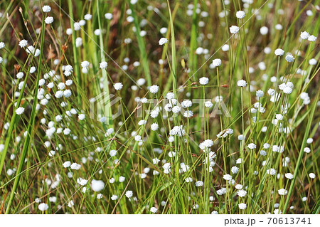 愛知県豊橋市の葦毛湿原に群生するシラタマホシクサ 70613741