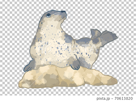 優しいタッチのゴマフアザラシのイラスト 70613820