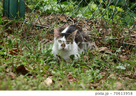 公園:野良猫:子猫:車塚古墳公園 公園:野良猫:子猫:車塚古墳公園 70613958