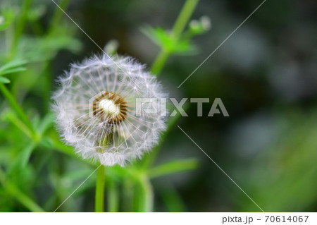 タンポポの綿毛をクローズアップで撮影の写真素材