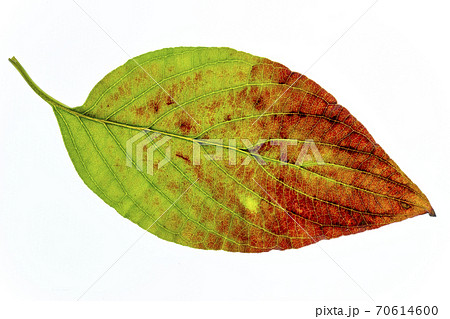 落葉寸前のハナミズキ葉の透過光撮影の写真素材
