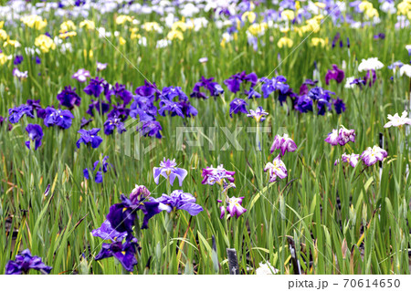 満開の花菖蒲 満開の花菖蒲 70614650