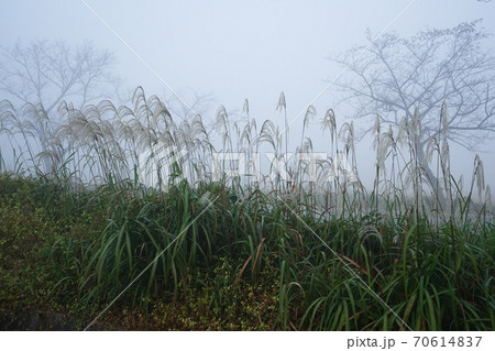 霧 風景 植物 70614837