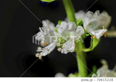 満開のバジルの花の写真素材