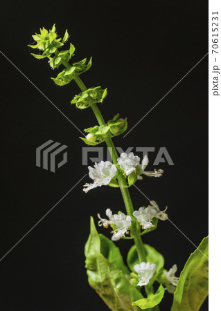 満開のバジルの花の写真素材