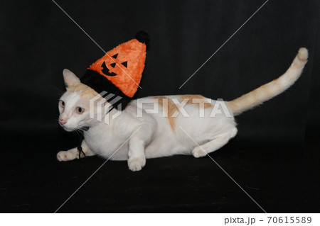White cat with orange and black color of halloween hat on dark background. White cat with orange and black color of halloween hat on dark background. 70615589