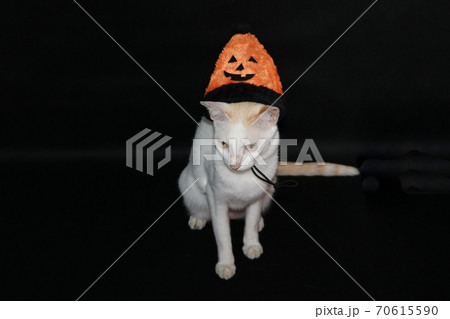 White cat with orange and black color of halloween hat on dark background. White cat with orange and black color of halloween hat on dark background. 70615590