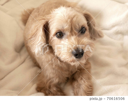 じっと座って見つめるかわいいアプリコットの小型犬【マルプー・トイプードル】 70616506