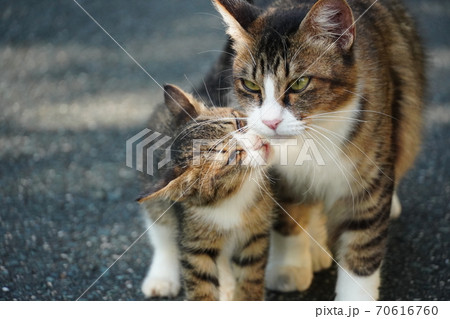 母猫に寄り添い甘える野良猫の子猫 70616760