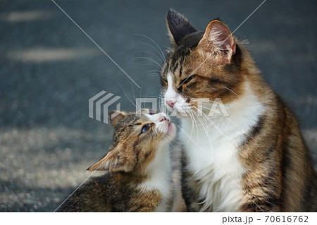 母猫に寄り添い甘える野良猫の子猫 70616762