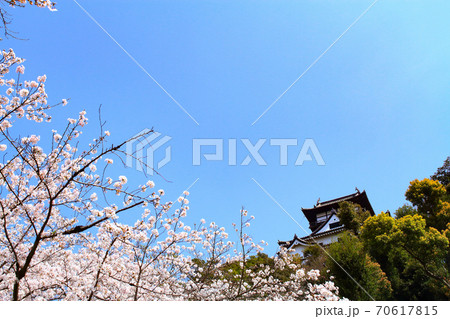 春の犬山市、犬山城と桜の風景 70617815
