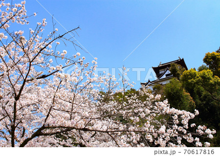 春の犬山市、犬山城と桜の風景 70617816