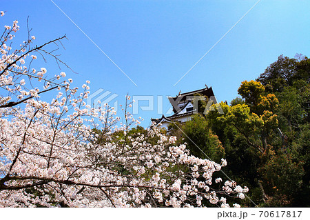 春の犬山市、犬山城と桜の風景 70617817