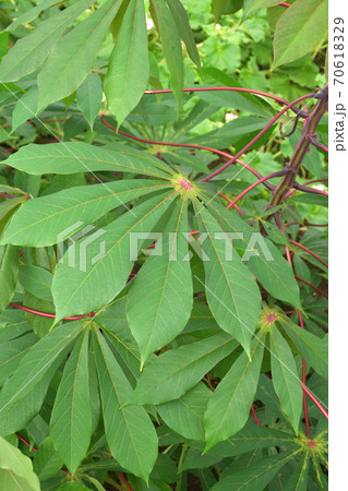 植物:キャッサバ トウダイグサ科 植物:キャッサバ トウダイグサ科 70618329