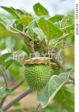 植物:アメリカチョウセンアサガオ ナス科 植物:アメリカチョウセンアサガオ ナス科 70618344