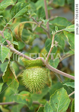 植物:アメリカチョウセンアサガオ ナス科 植物:アメリカチョウセンアサガオ ナス科 70618346