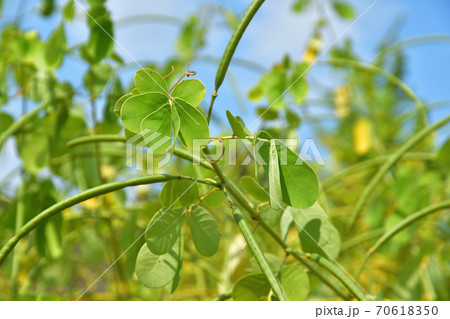 植物:エビスグサ マメ科 植物:エビスグサ マメ科 70618350