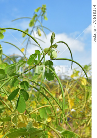 植物:エビスグサ マメ科 植物:エビスグサ マメ科 70618354