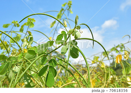 植物：エビスグサ　マメ科 70618356