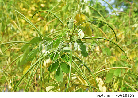 植物:エビスグサ マメ科 植物:エビスグサ マメ科 70618358