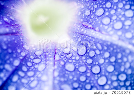 雨に濡れた朝顔の花のクローズアップ 70619078