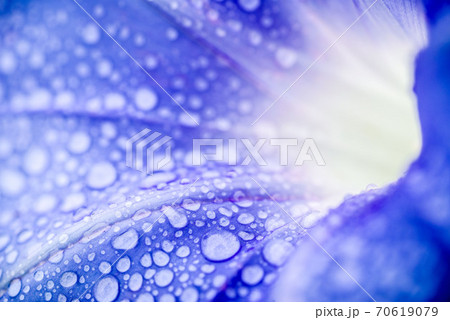 雨に濡れた朝顔の花のクローズアップ 70619079