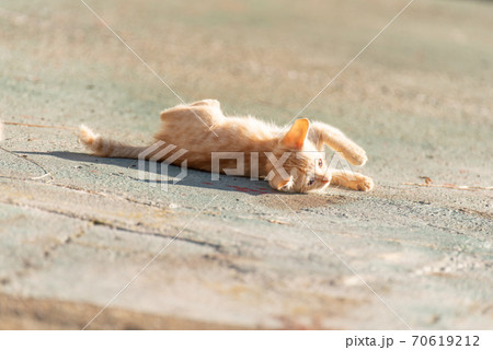 ゴロゴロする子猫 茶トラ猫の写真素材