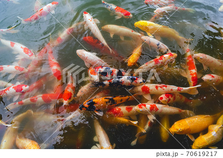 庭園の錦鯉 庭園の錦鯉 70619217