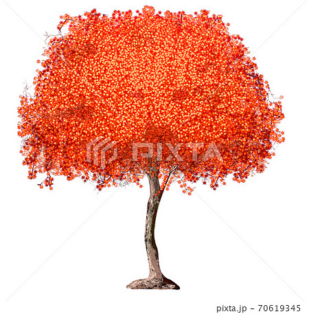 リアルな紅葉の木のイラストのイラスト素材