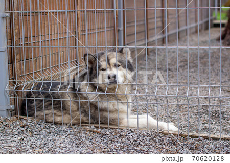 A beautiful and kind Alaskan Malamute shepherd sits in an enclosure 70620128